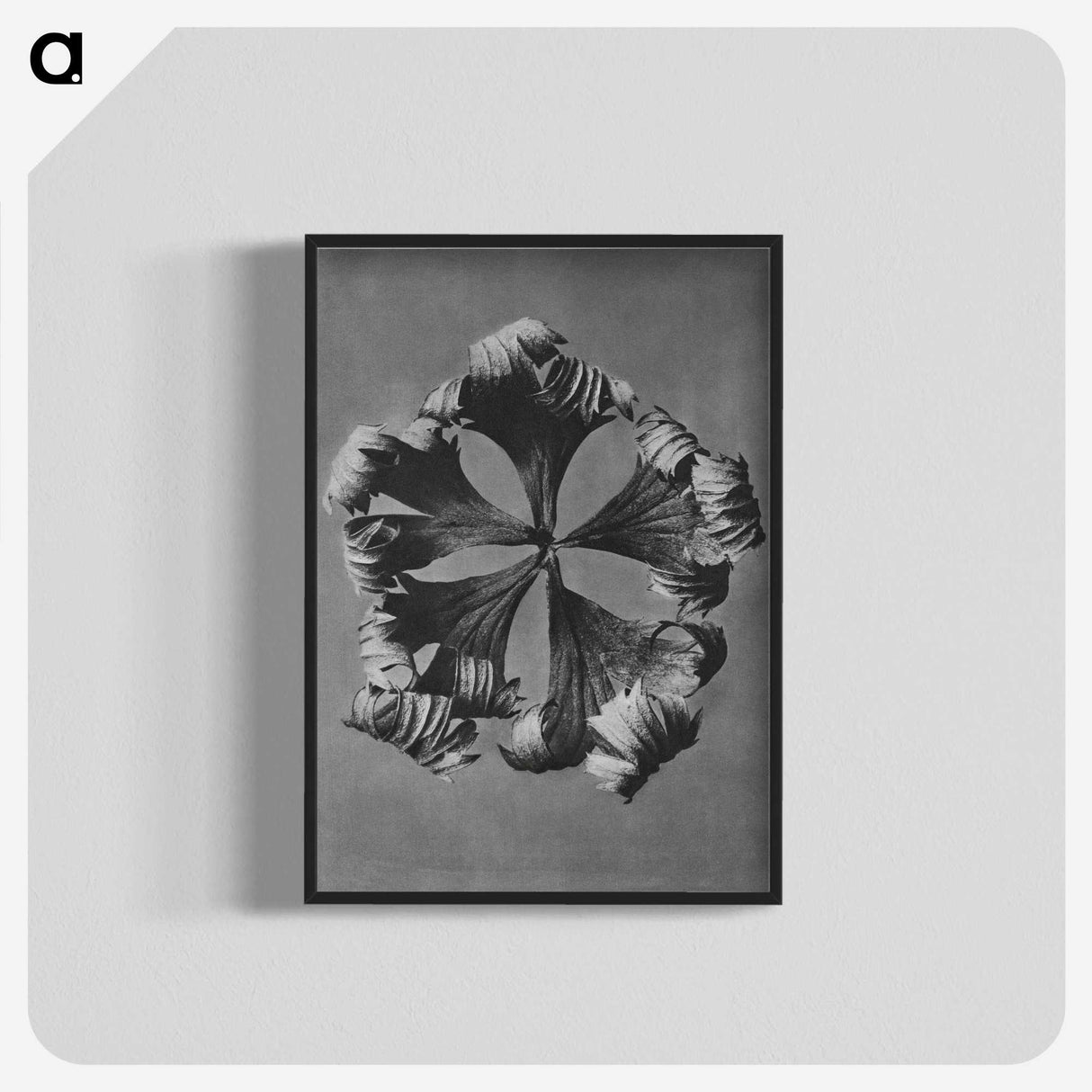 1-60_Karl-Blossfeldt_blk-crop