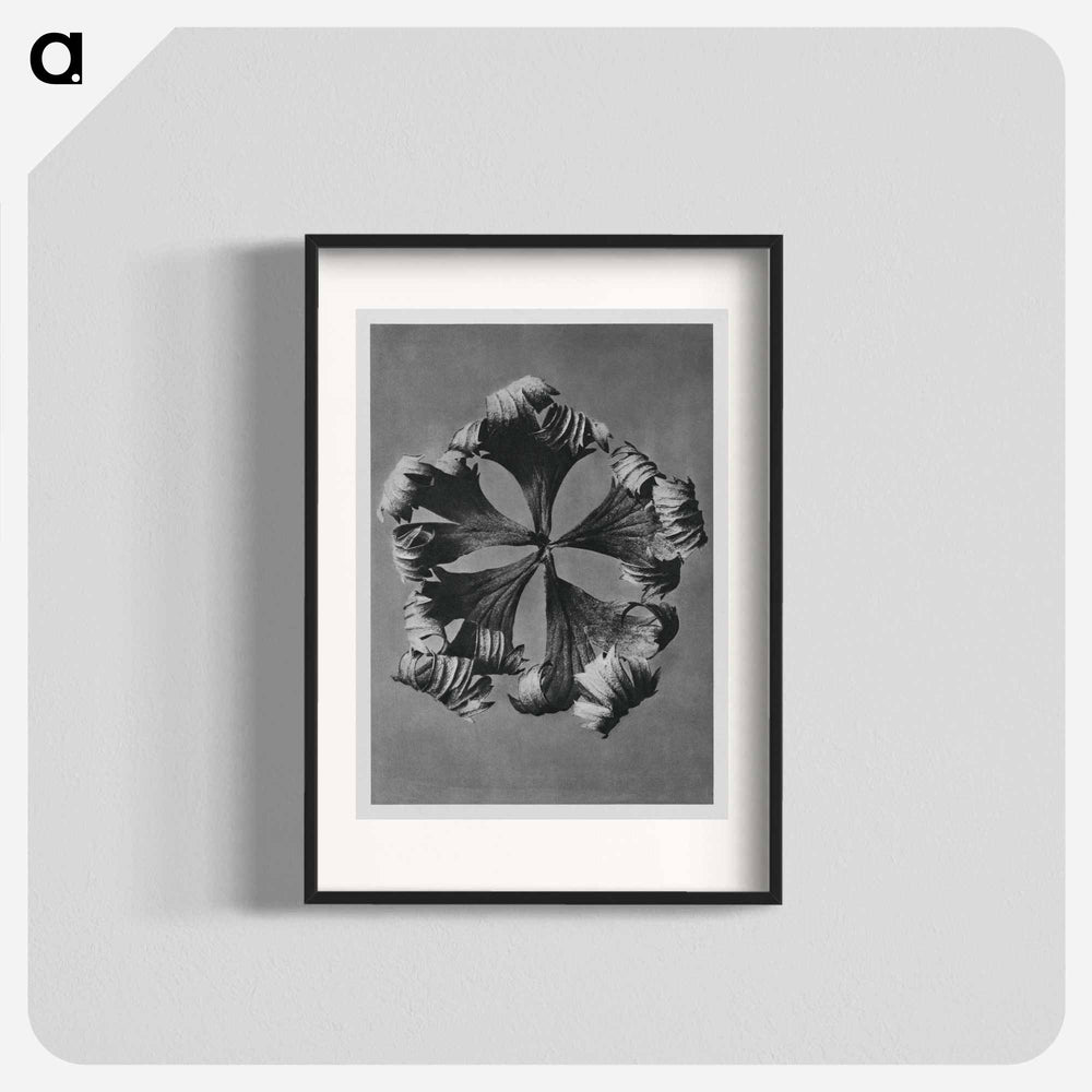 Trollius Europaeus - Karl Blossfeldt Poster.