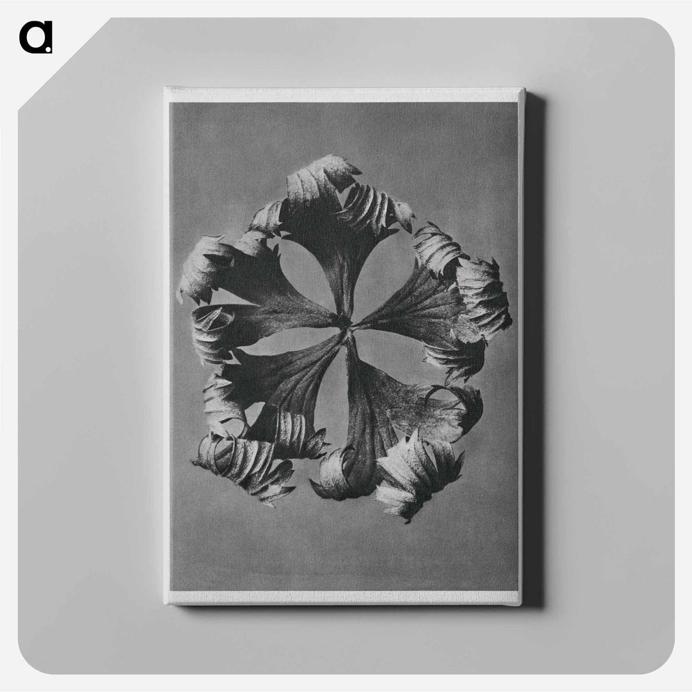 Trollius Europaeus - Karl Blossfeldt Canvas.