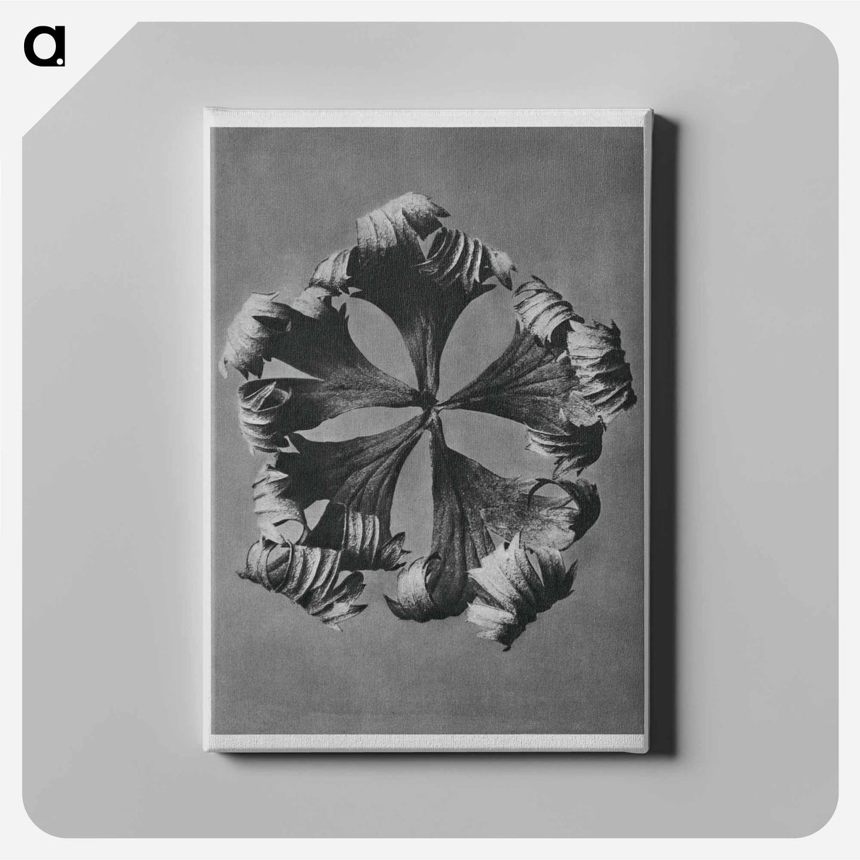 Trollius Europaeus - Karl Blossfeldt Canvas.