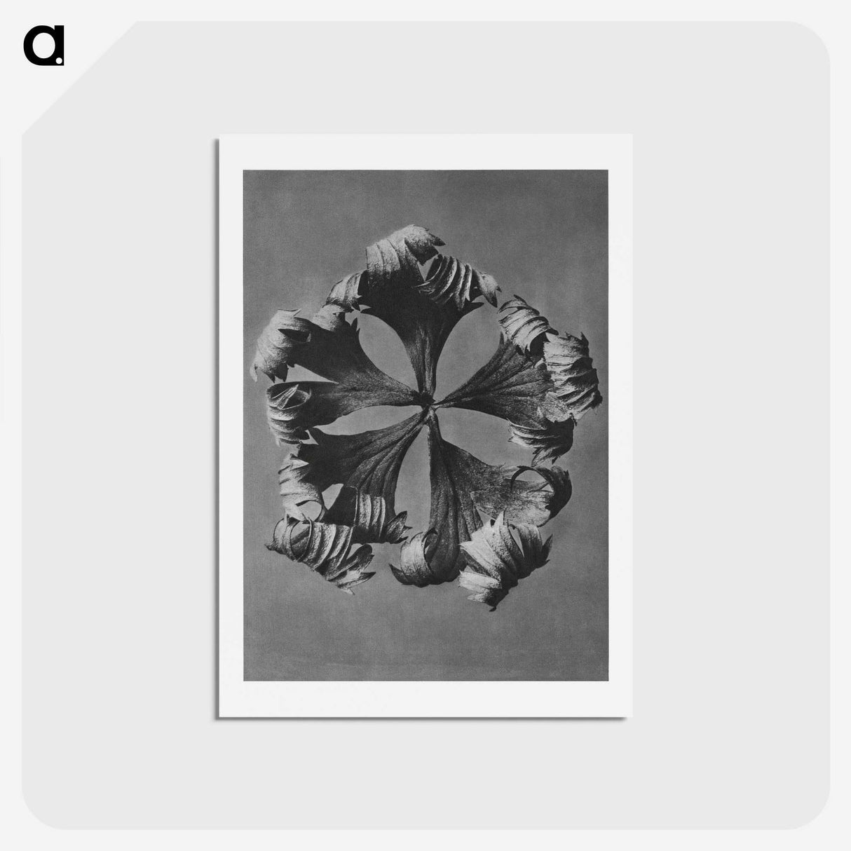 1-60_Karl-Blossfeldt_hagaki