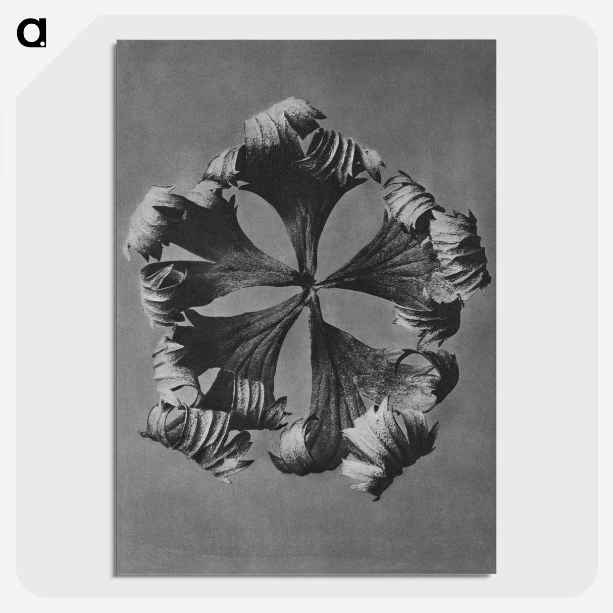 1-60_Karl-Blossfeldt_picture-crop
