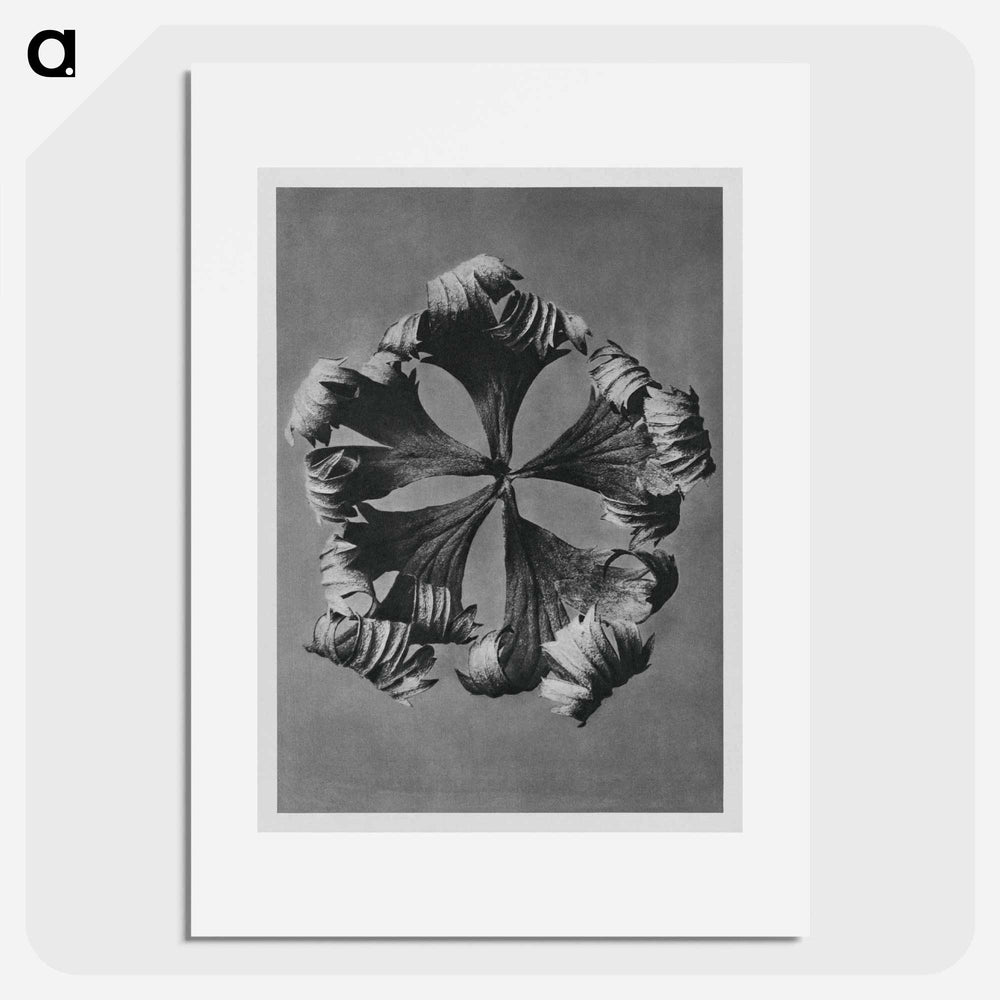 Trollius Europaeus - Karl Blossfeldt Poster.