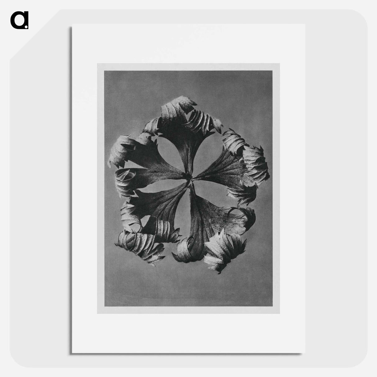 Trollius Europaeus - Karl Blossfeldt Poster.