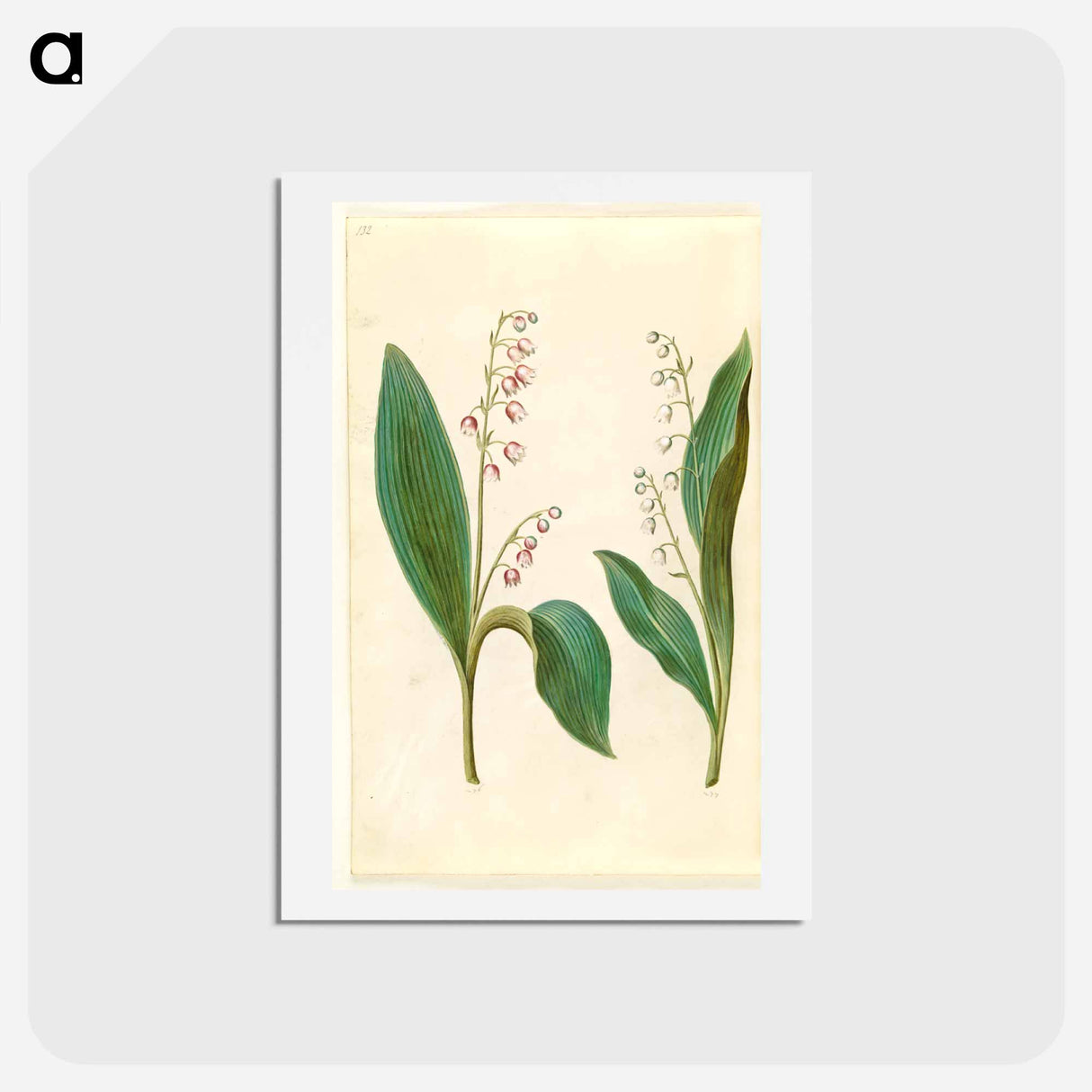 アートポストカード-Convallaria Majalis
- マリア ジビーラ メーリアン Postcard.