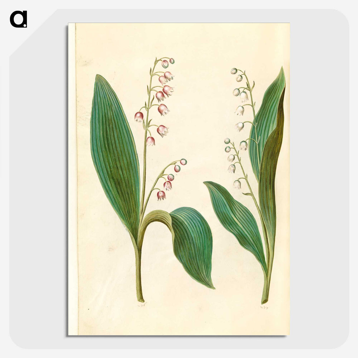 1-60_Maria-Sibylla-Merian_picture-crop