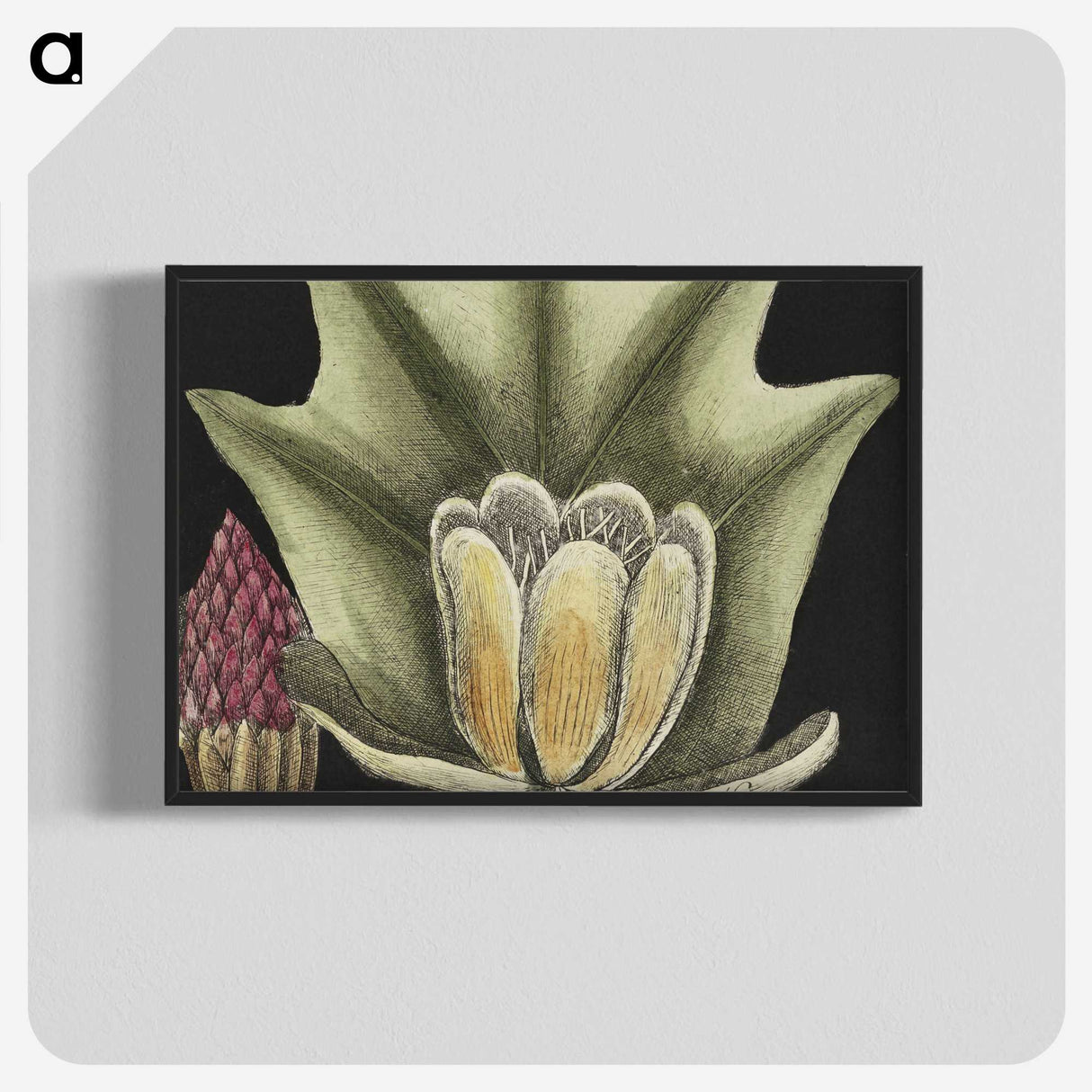 1-60_Mark-Catesby_blk-crop