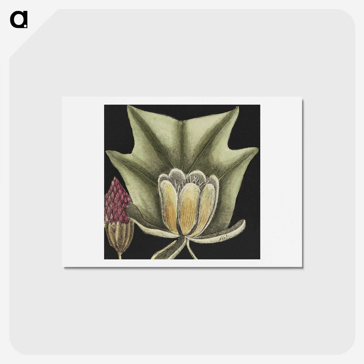 1-60_Mark-Catesby_hagaki