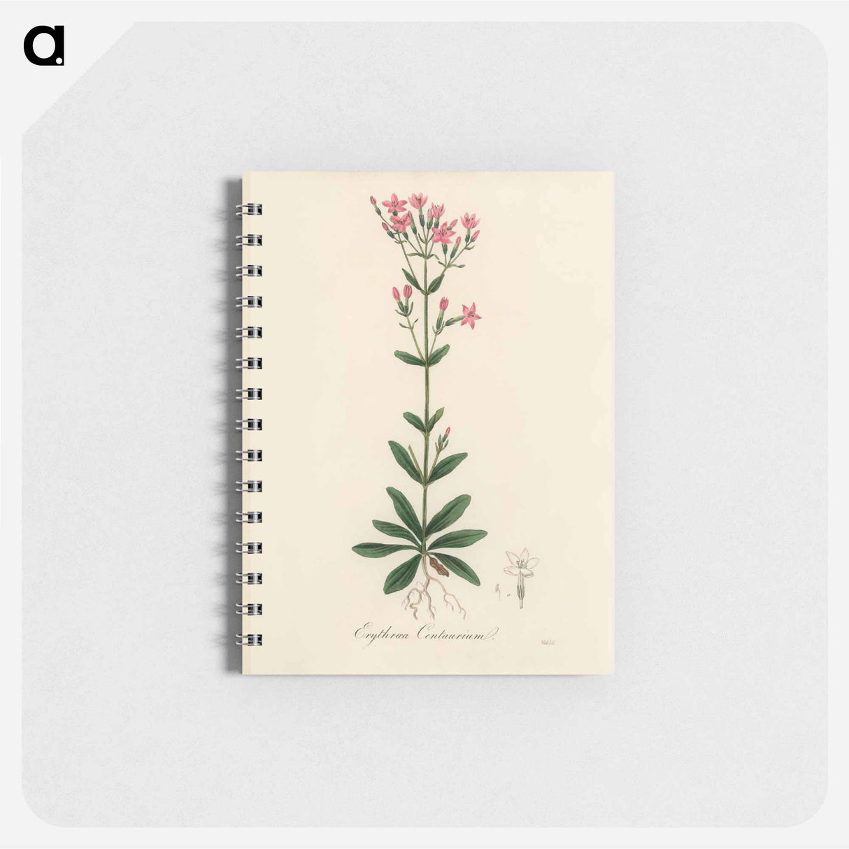 アートメモ帳-European Centaury Illustration
- 薬用植物学 Memo.
