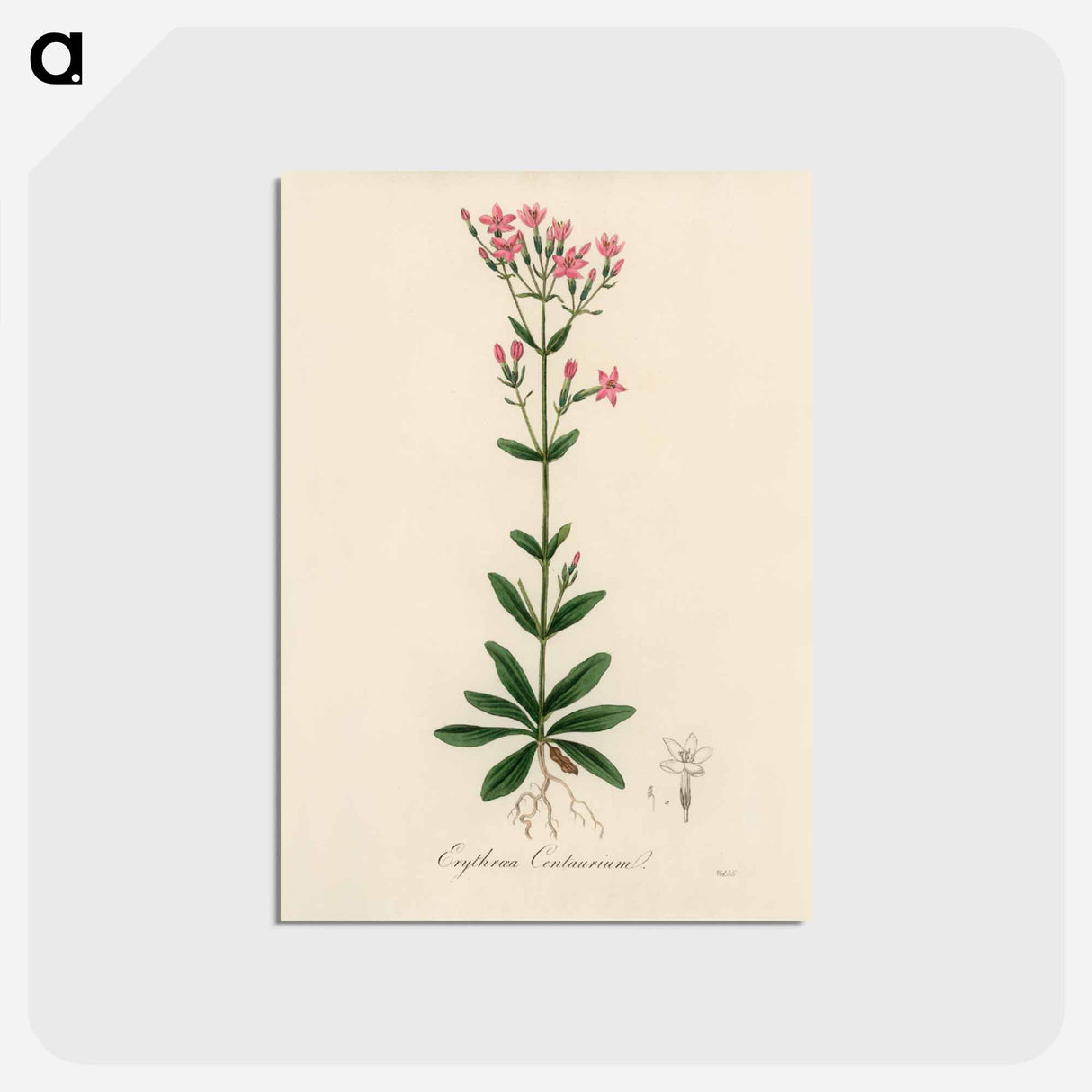 アートポストカード-European Centaury Illustration
- 薬用植物学 Postcard.