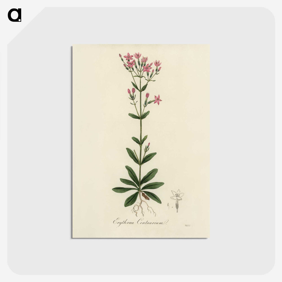 1-60_Medical-Botany_postcard