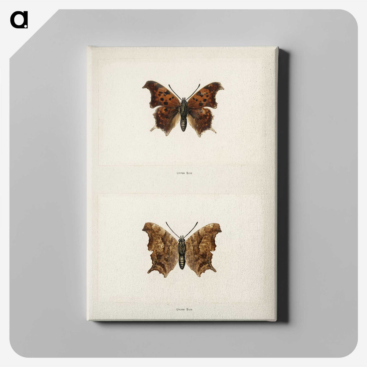1-60_Moths-and-Butterflies-of-the-United-States_canvas