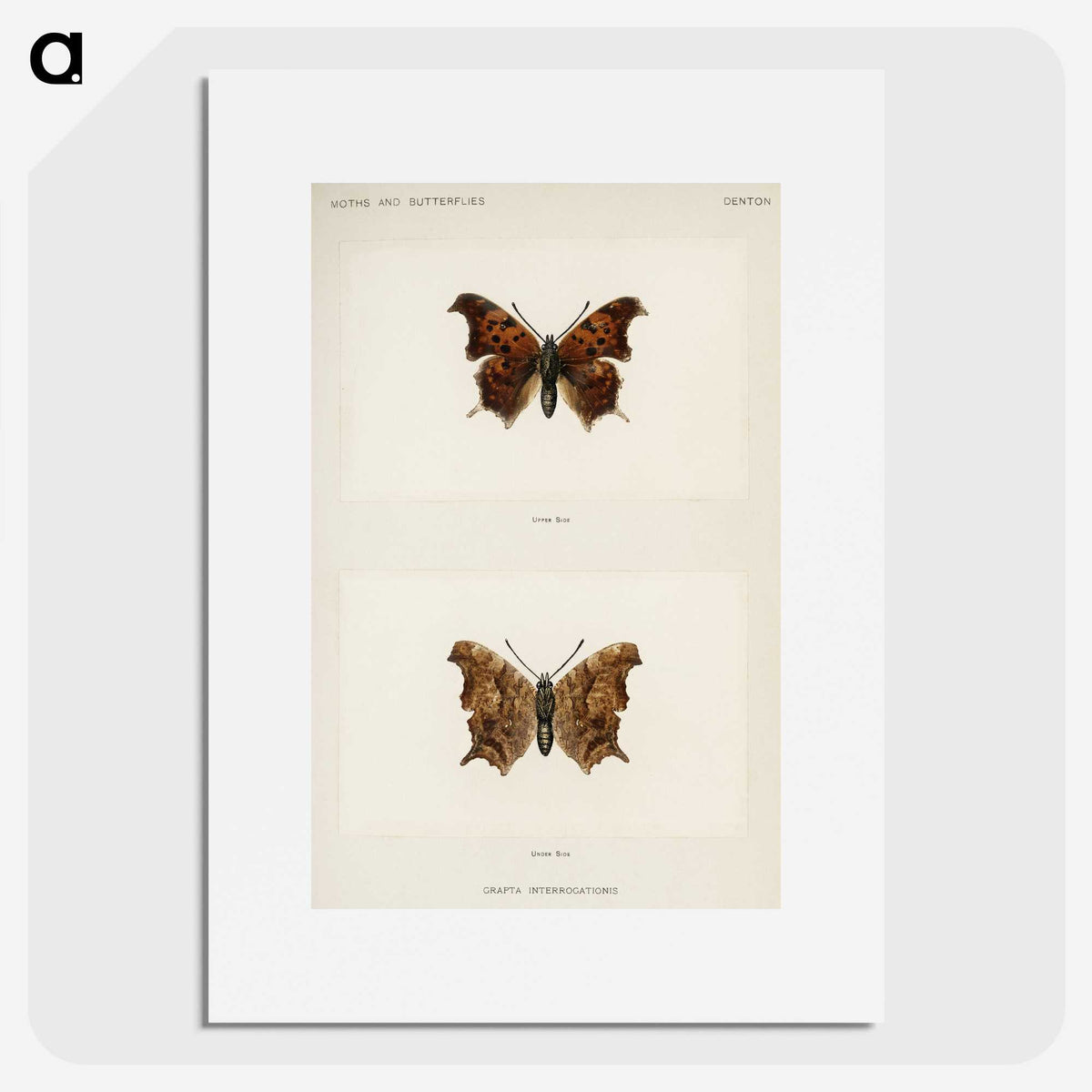 1-60_Moths-and-Butterflies-of-the-United-States_picture