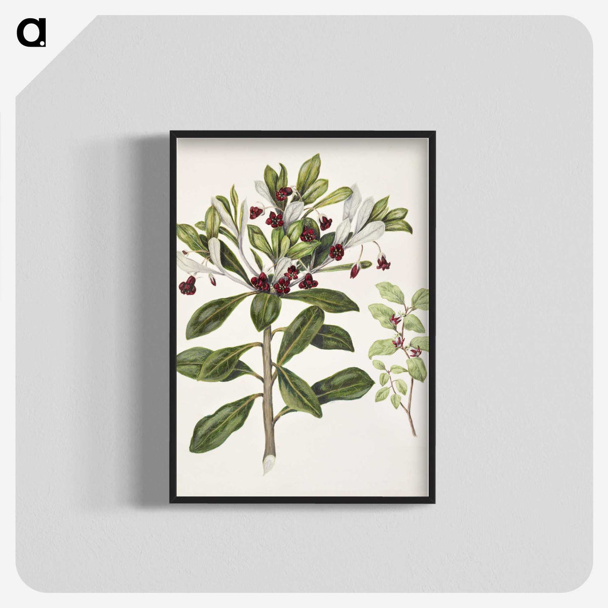 1-60_Native-Flowering-Plants-of-New-Zealand_blk-crop