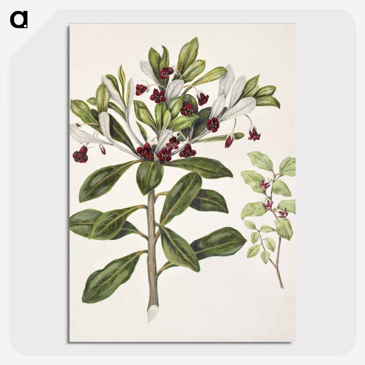 1-60_Native-Flowering-Plants-of-New-Zealand_picture-crop
