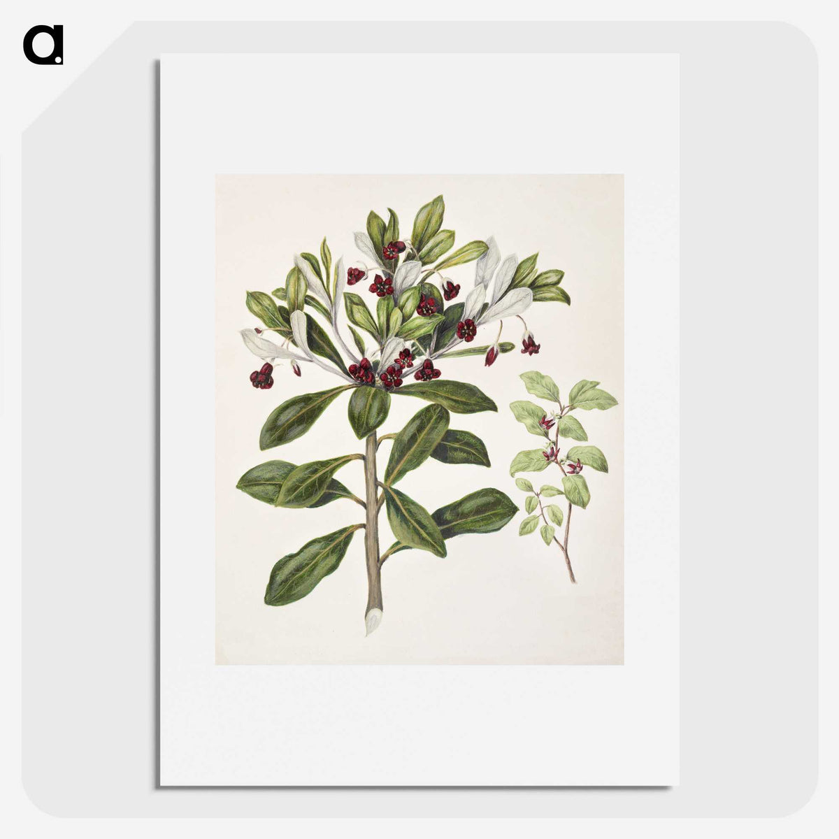 1-60_Native-Flowering-Plants-of-New-Zealand_picture