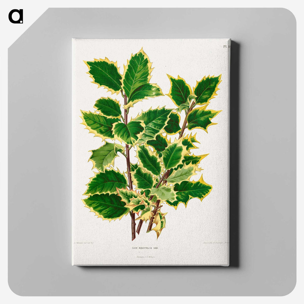 1-60_Nederlandsche-Flora-en-Pomona_canvas