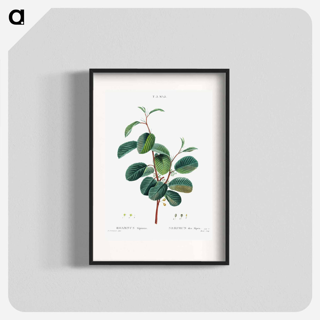 Alpine buckthorn - Pierre Joseph Redouté Poster.