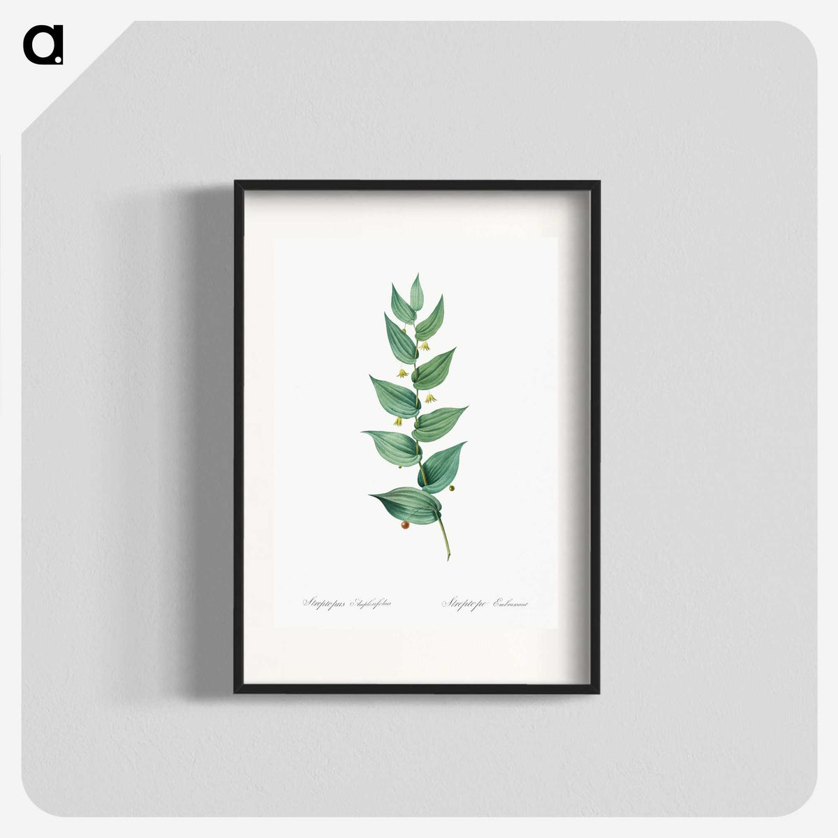 1-60_The-Lilies_blk