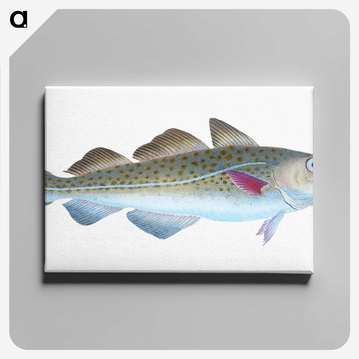 1-60_The-Natural-History-of-British-Fishes_canvas