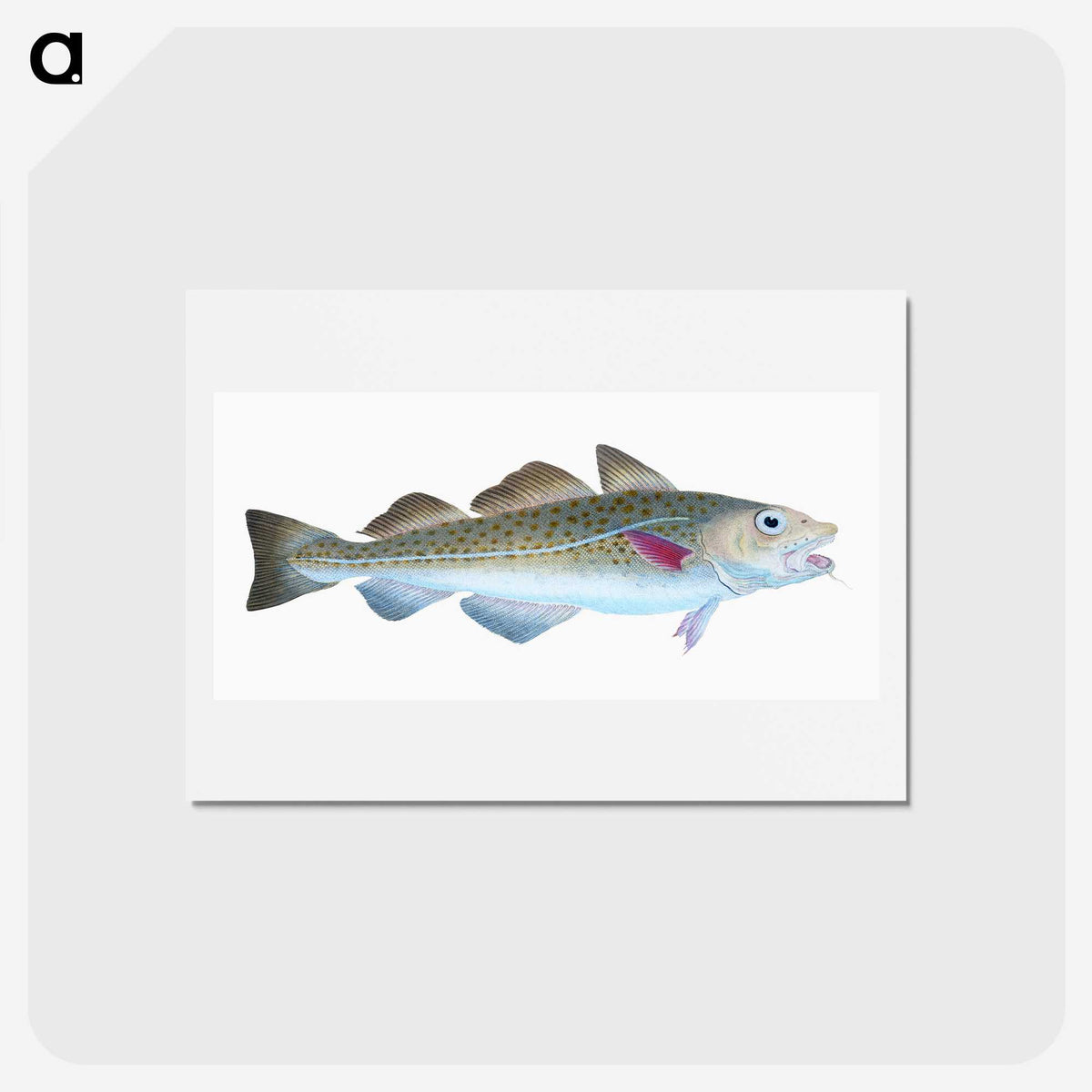 1-60_The-Natural-History-of-British-Fishes_hagaki
