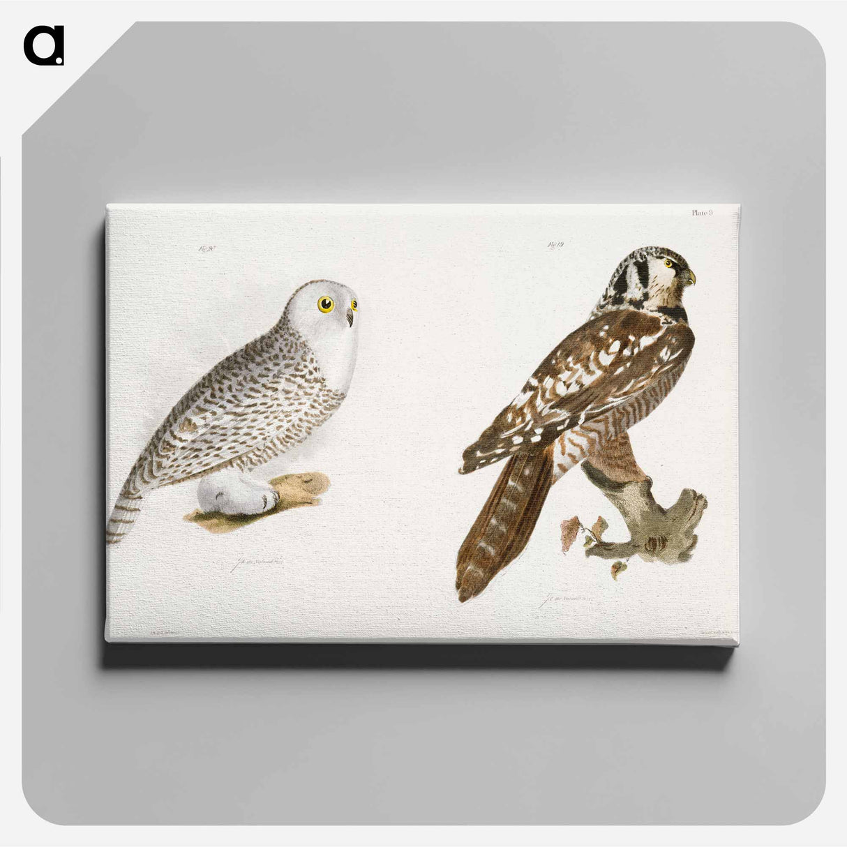 The Hawk Owl and The Snow Owl - ニューヨークの動物学 Canvas.