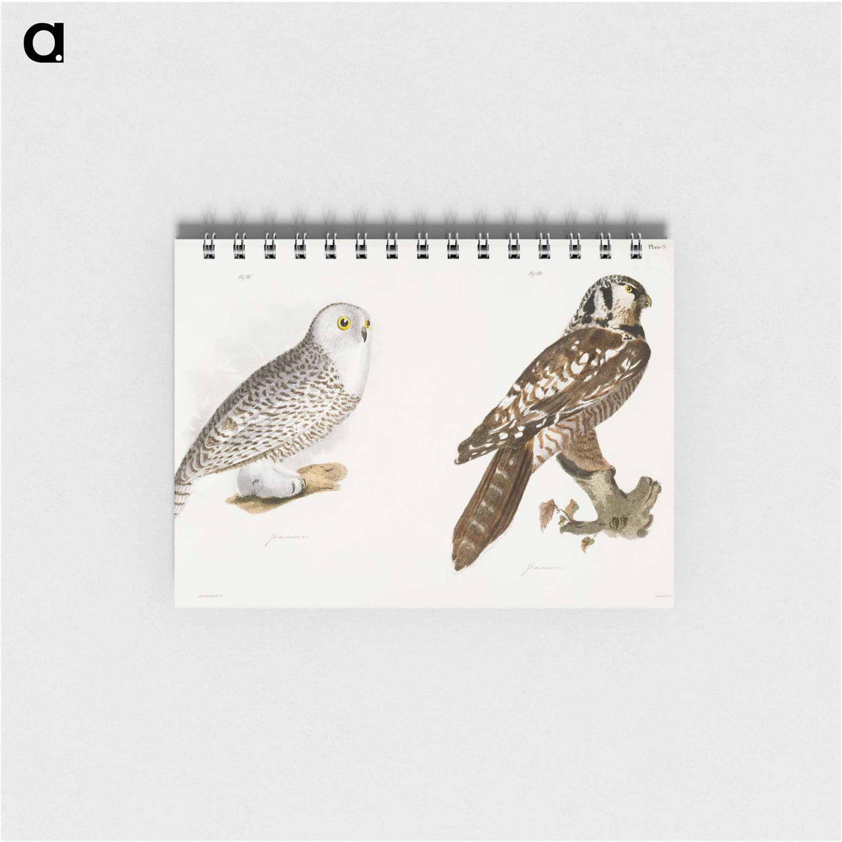 The Hawk Owl and The Snow Owl - ニューヨークの動物学 Memo.