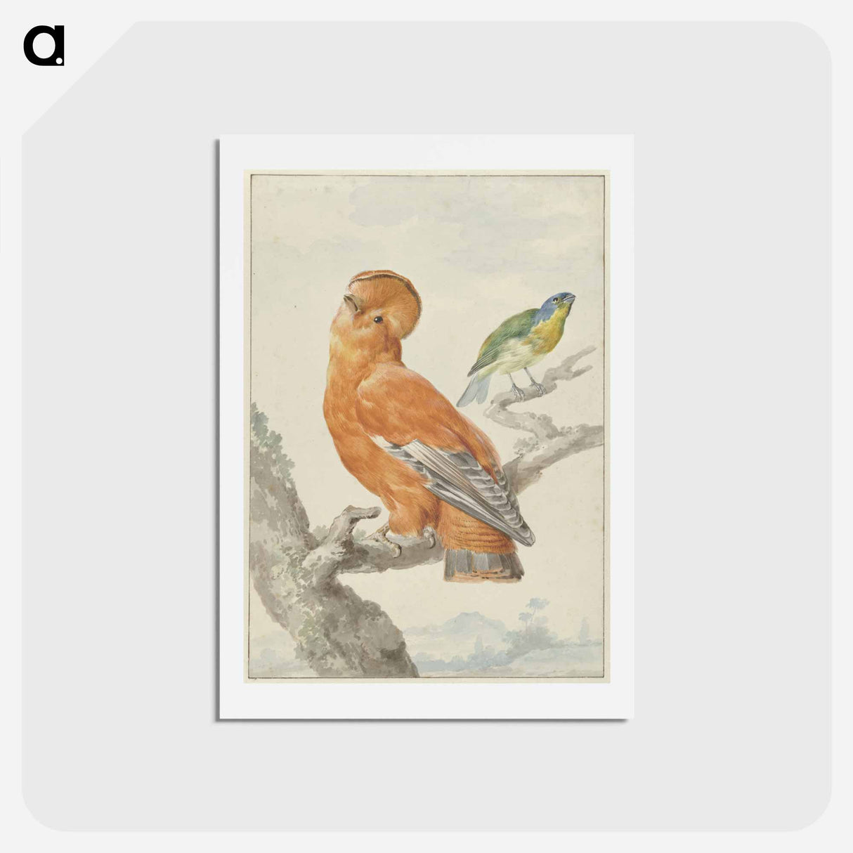 Two Exotic Birds - アールト シューマン Postcard.