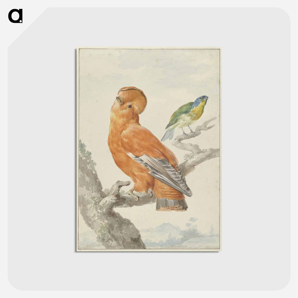 Two Exotic Birds - アールト シューマン Postcard.