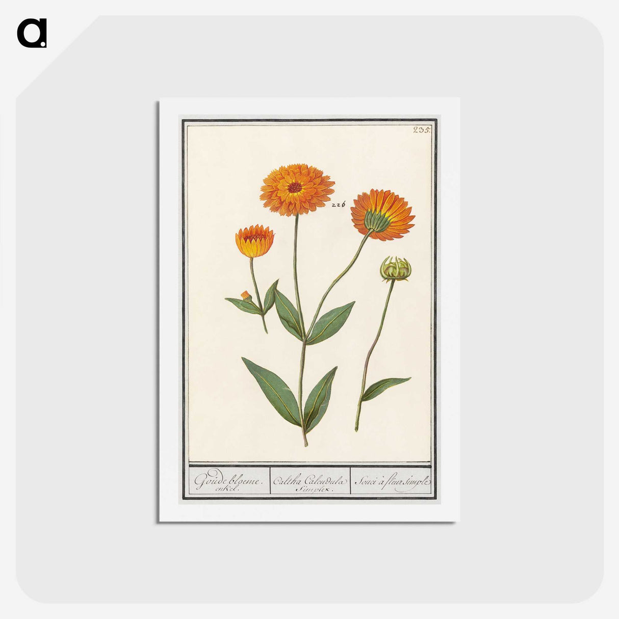 1-61_Anselmus-Boetius-de-Boodt_hagaki
