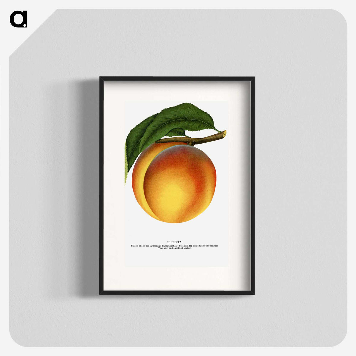 1-61_Botanical-Specimen-Plates_blk