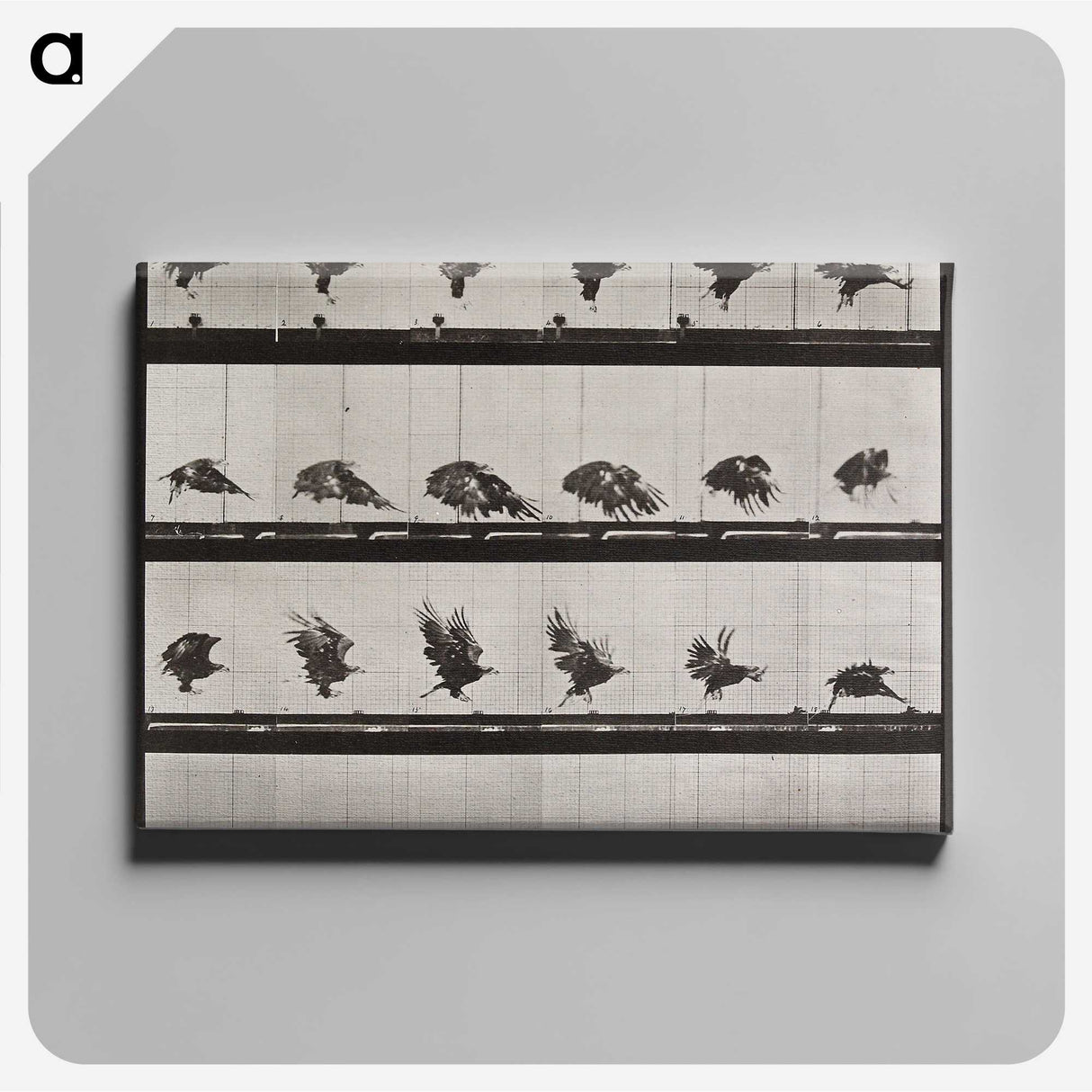 1-61_Eadweard-Muybridge_canvas