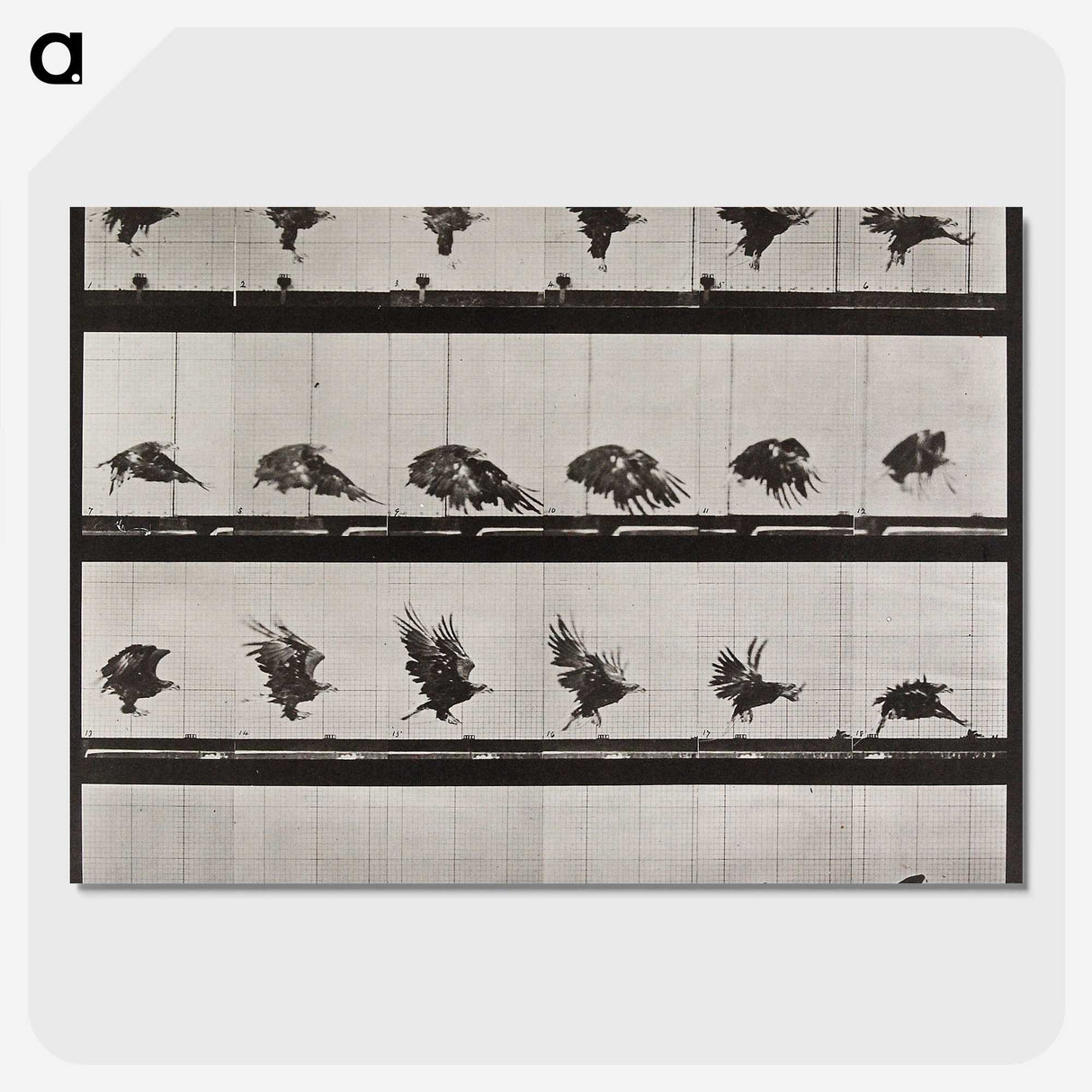 1-61_Eadweard-Muybridge_picture-crop