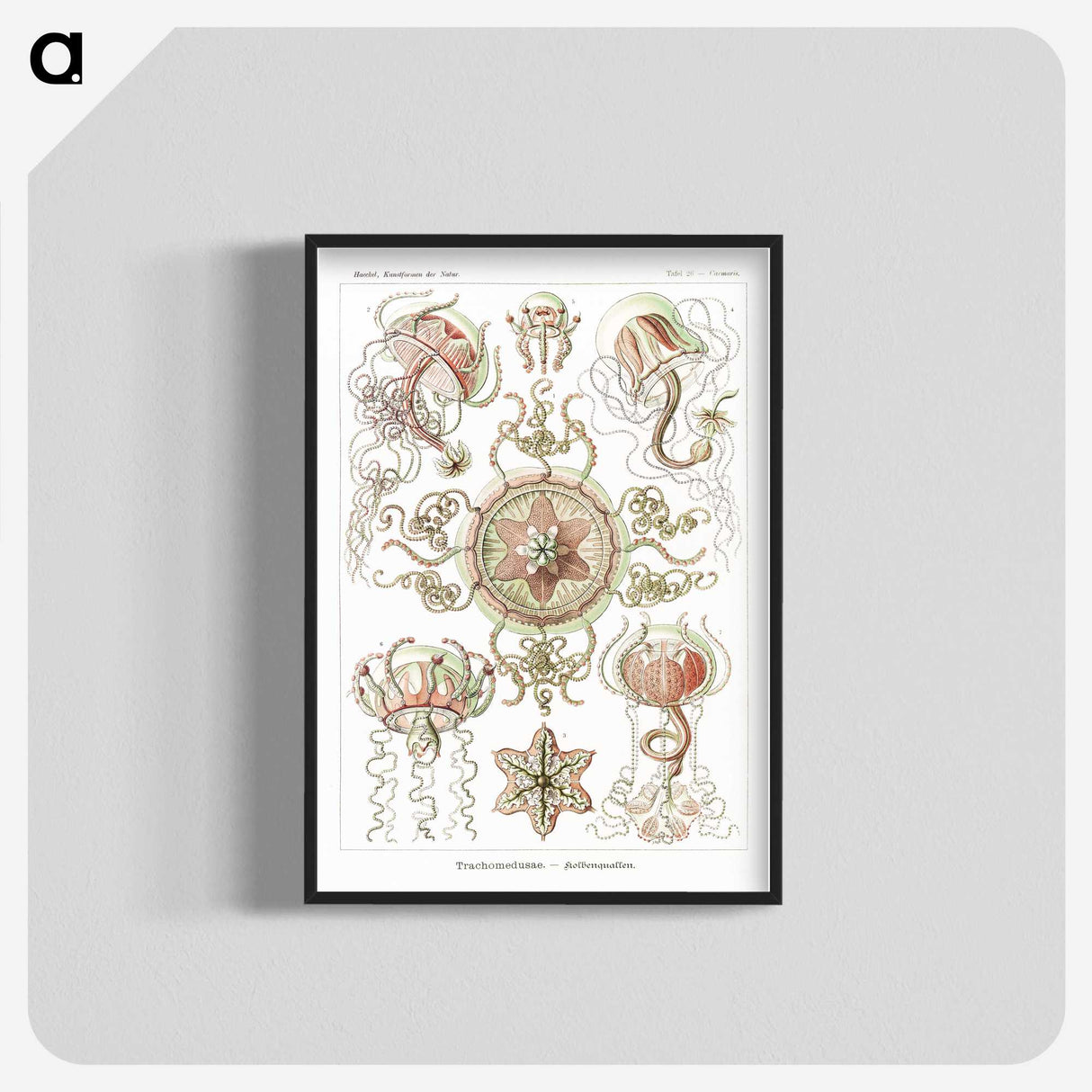 1-61_Ernst-Haeckel_blk-crop