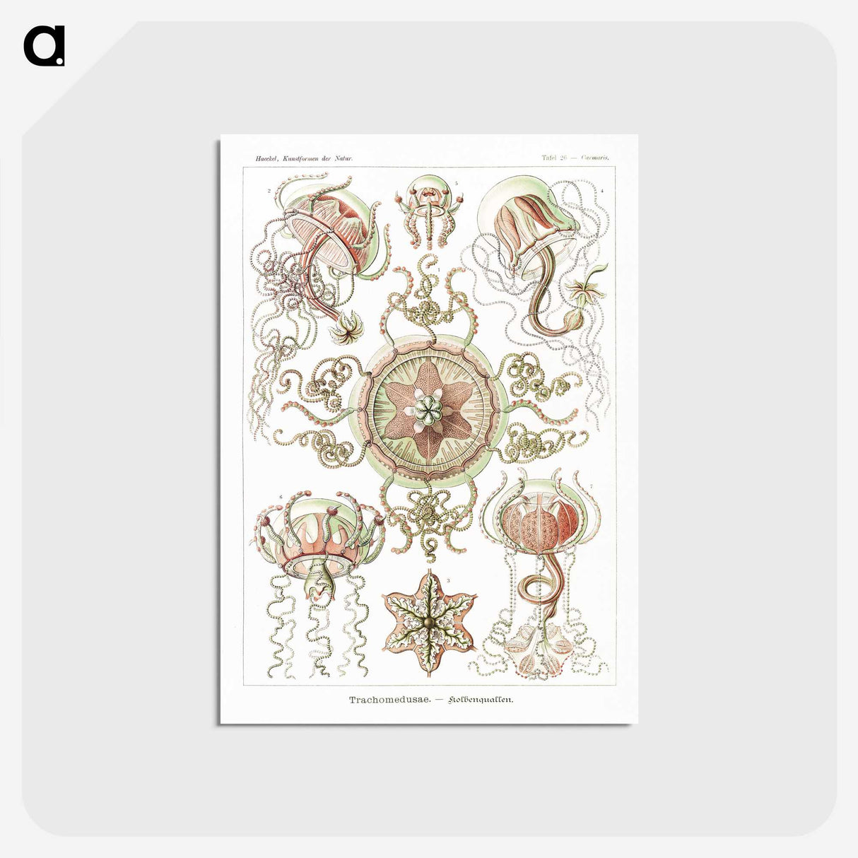 1-61_Ernst-Haeckel_postcard