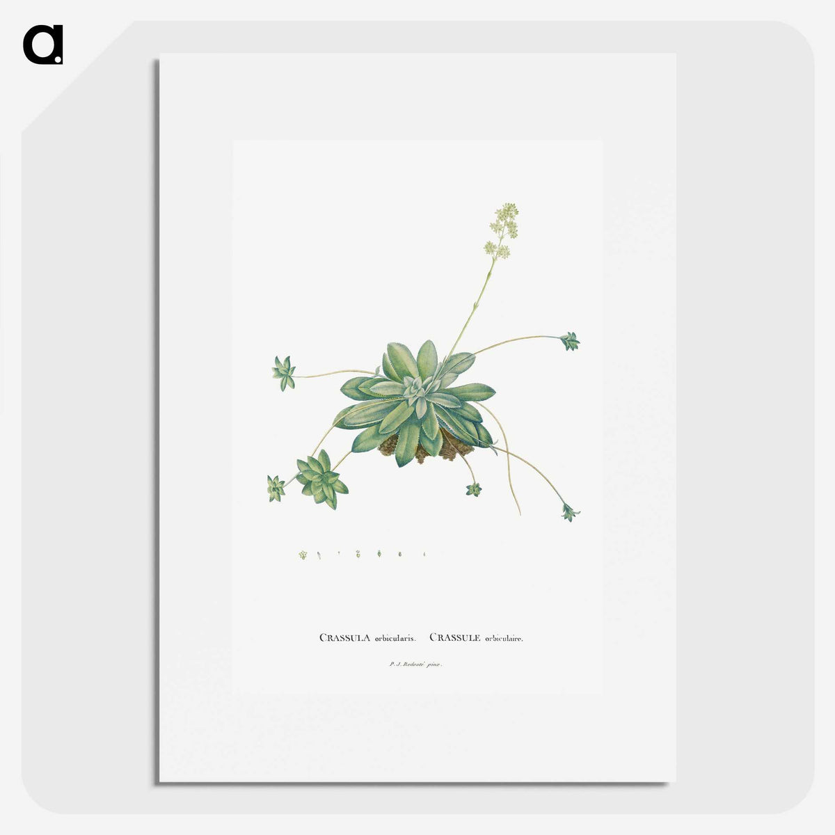 1-61_Histoire-des-Plantes-Grasses_picture