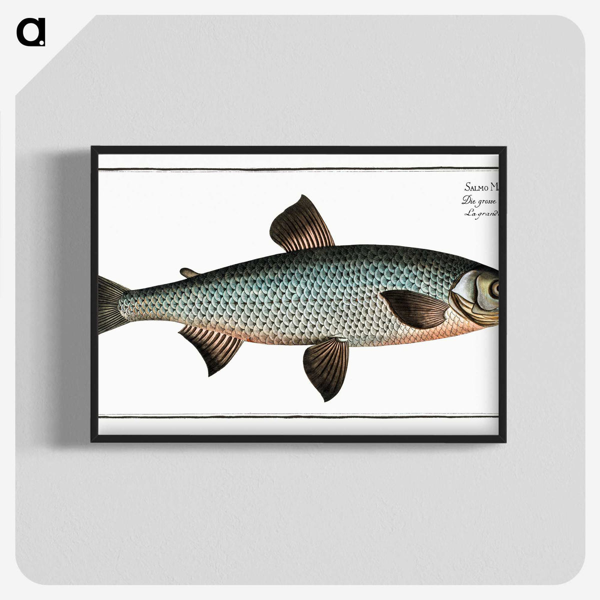 1-61_Ichtyologie-ou-Histoire-naturelle_blk-crop