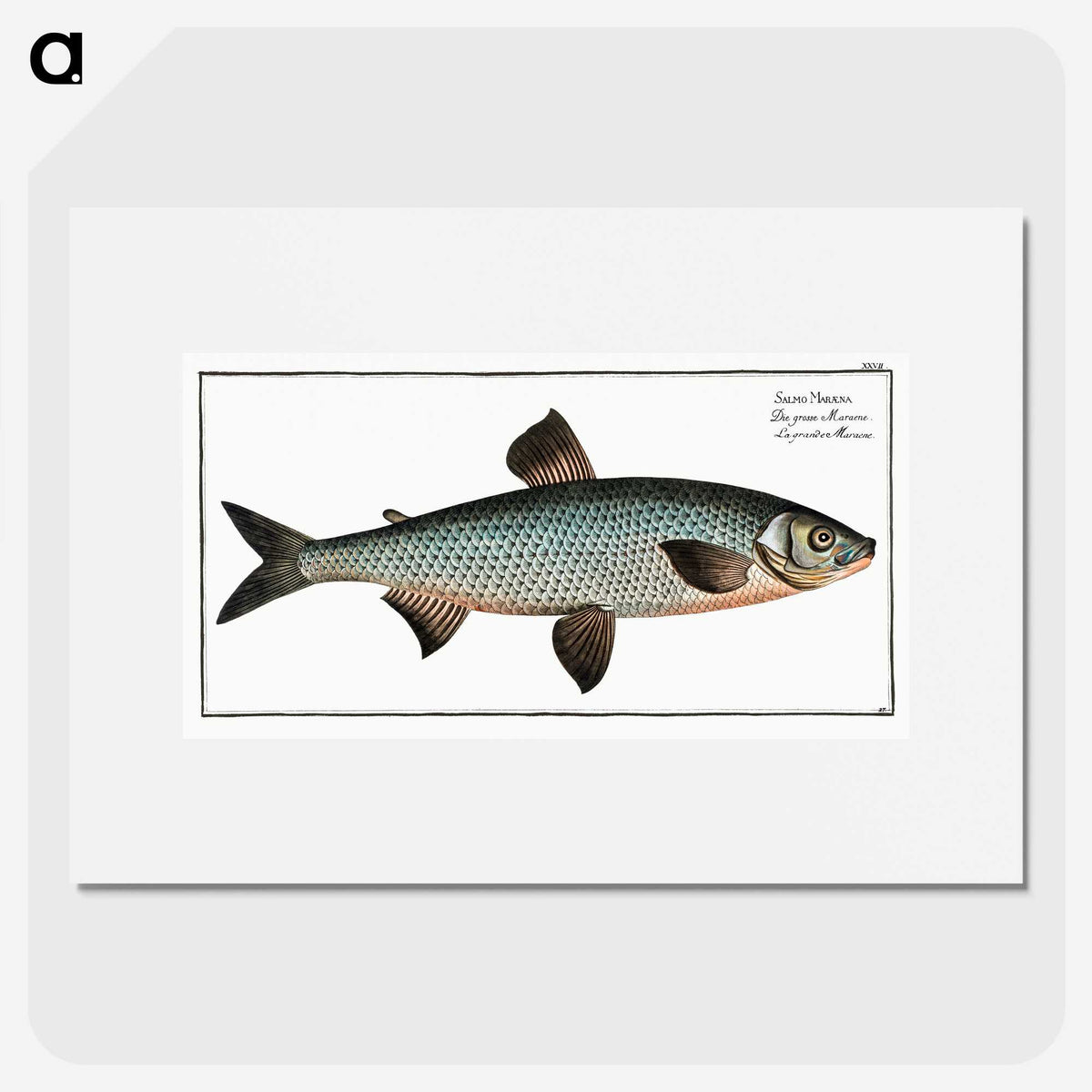 1-61_Ichtyologie-ou-Histoire-naturelle_picture