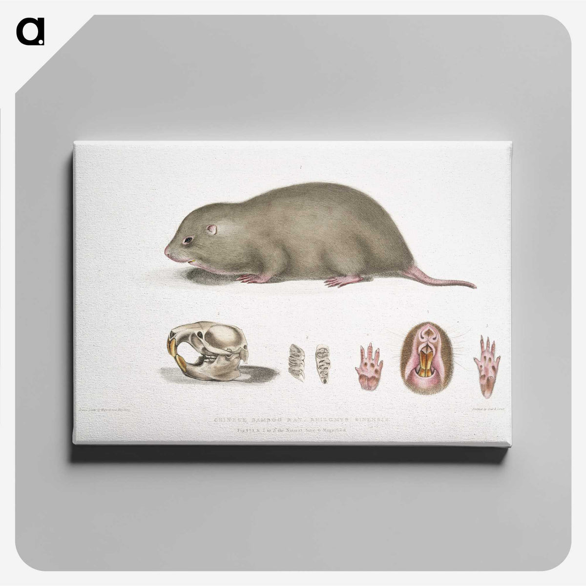 1-61_Indian-Zoology_canvas