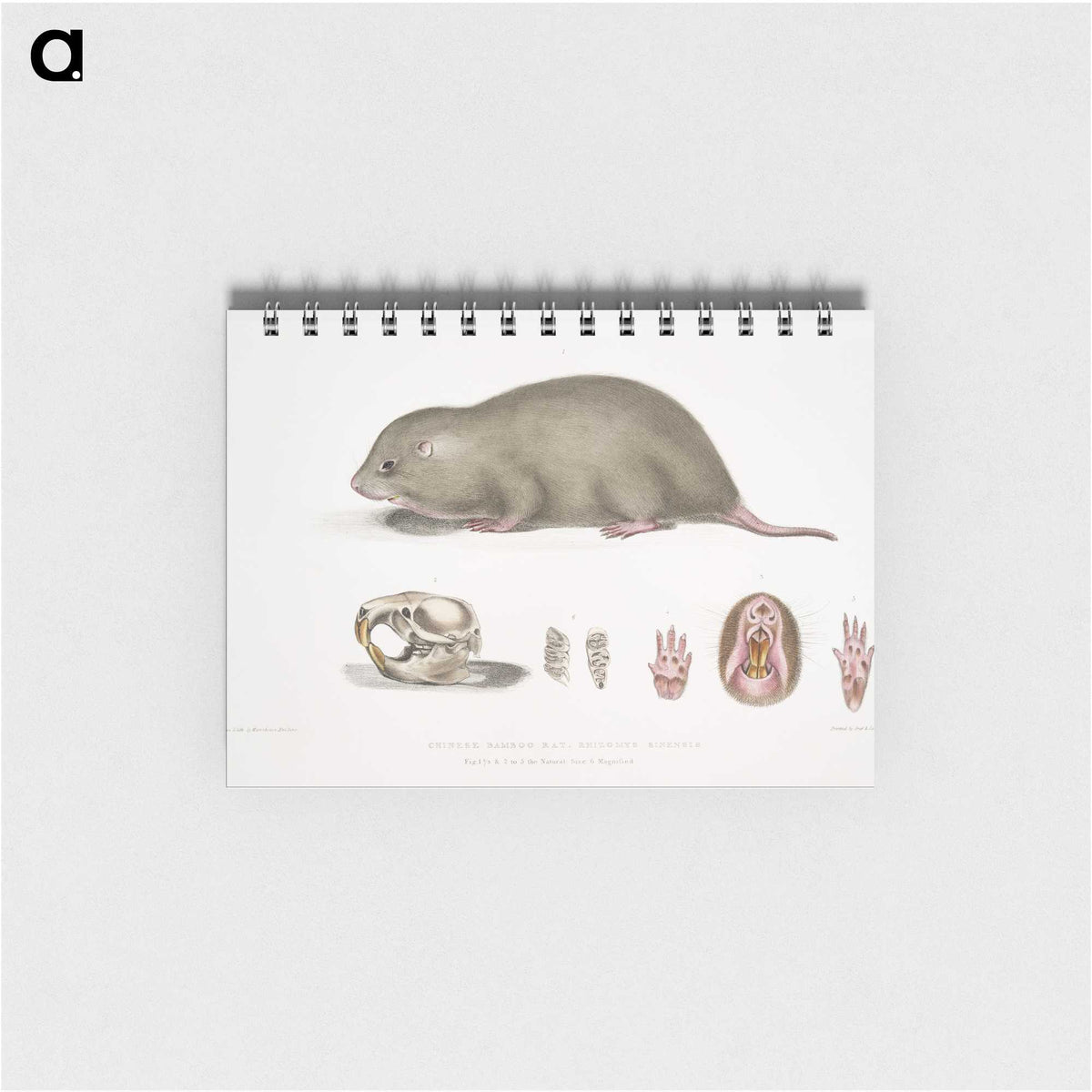 1-61_Indian-Zoology_memo