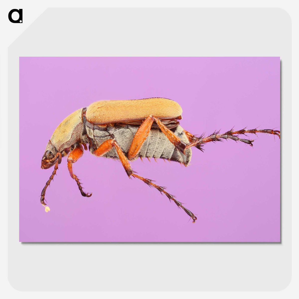 1-61_Insects-Unlocked-Project_picture-crop