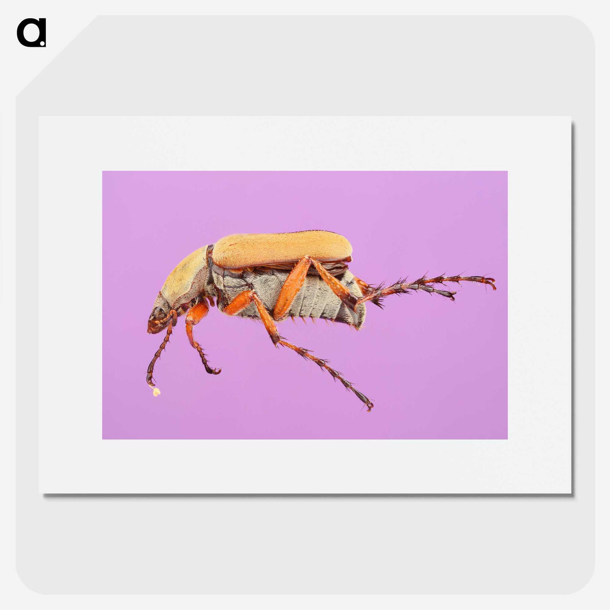 1-61_Insects-Unlocked-Project_picture