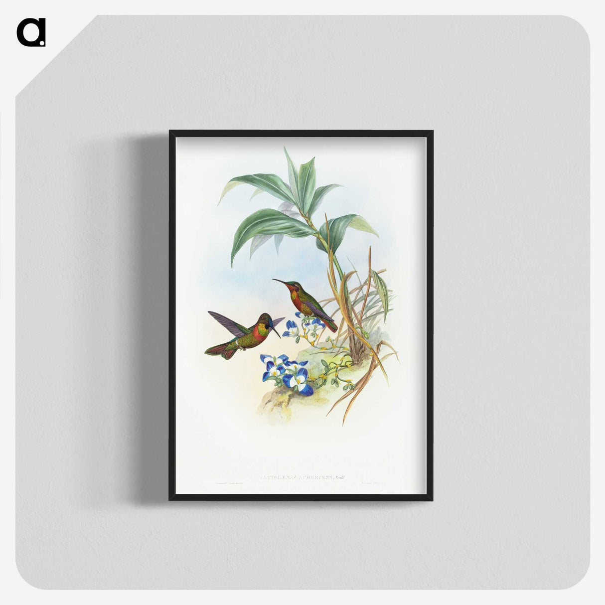 1-61_John-Gould_blk-crop