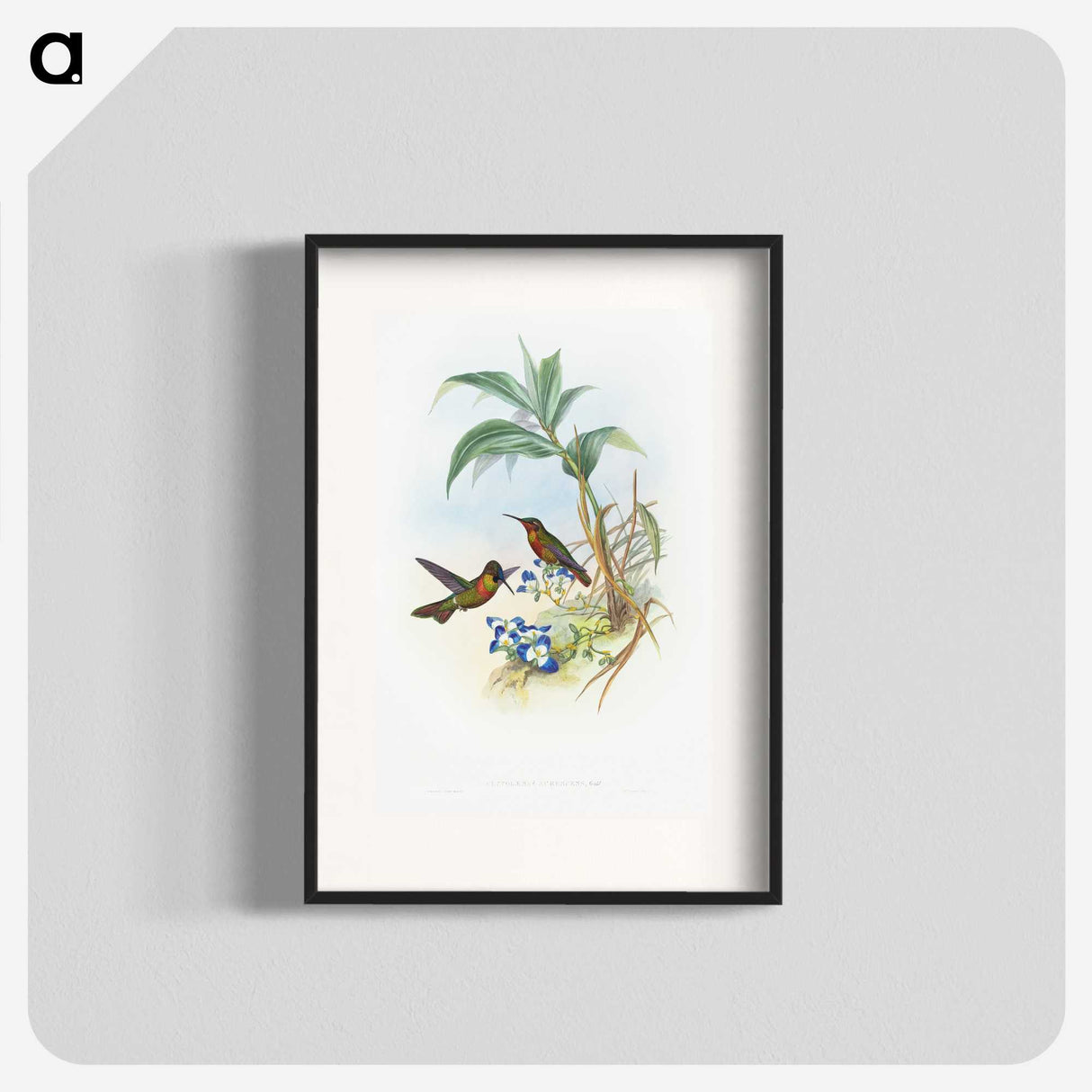 1-61_John-Gould_blk