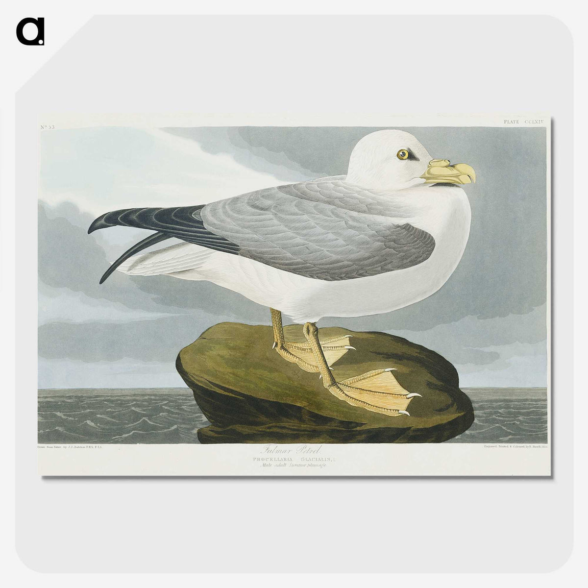1-61_John-James-Audubon_picture-crop