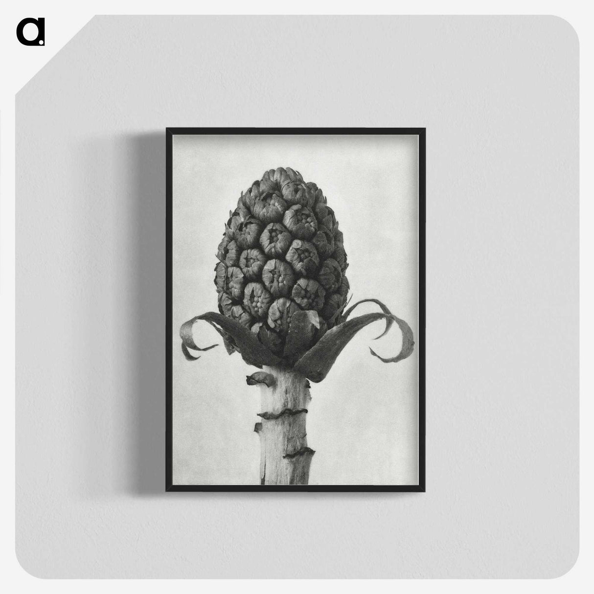 1-61_Karl-Blossfeldt_blk-crop
