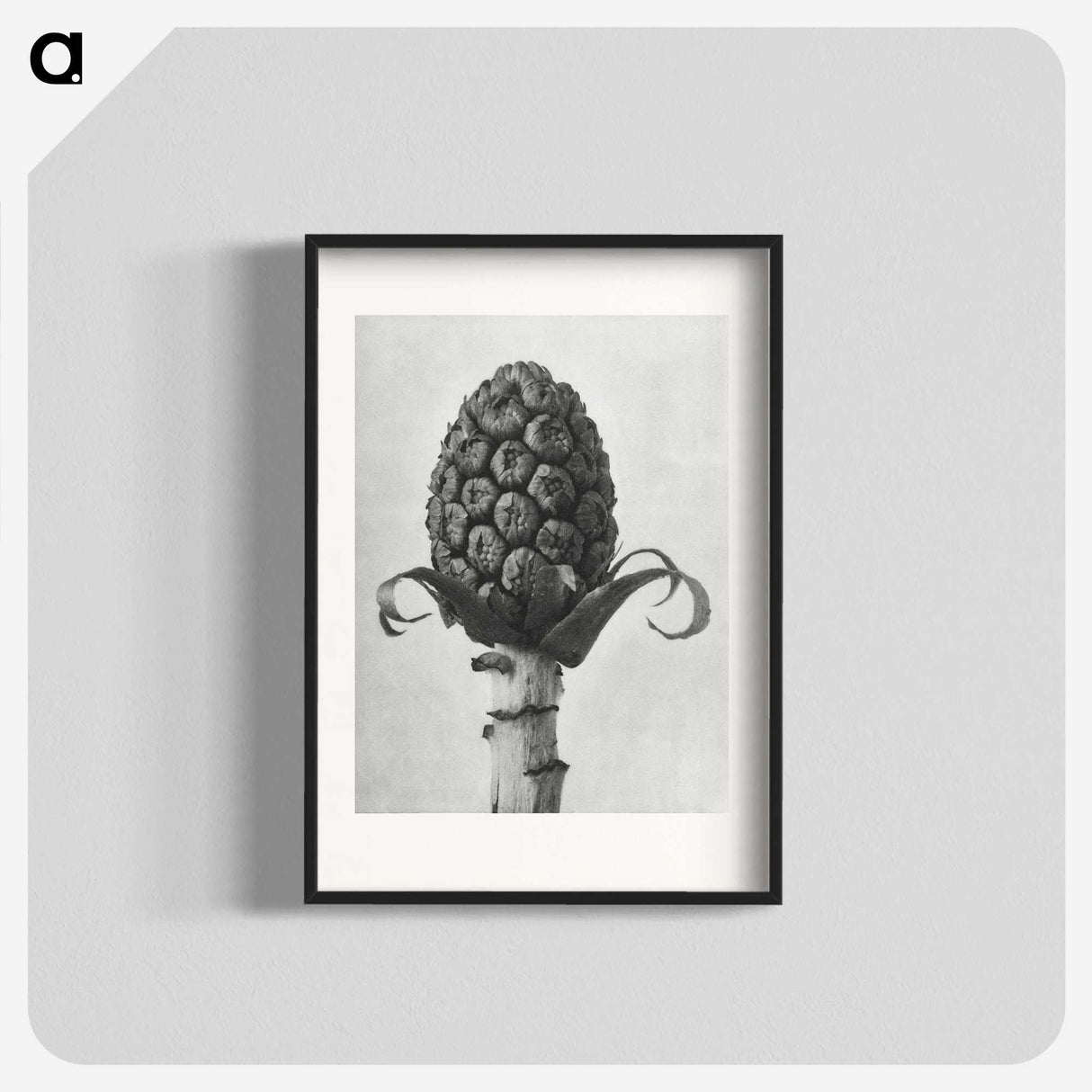 1-61_Karl-Blossfeldt_blk
