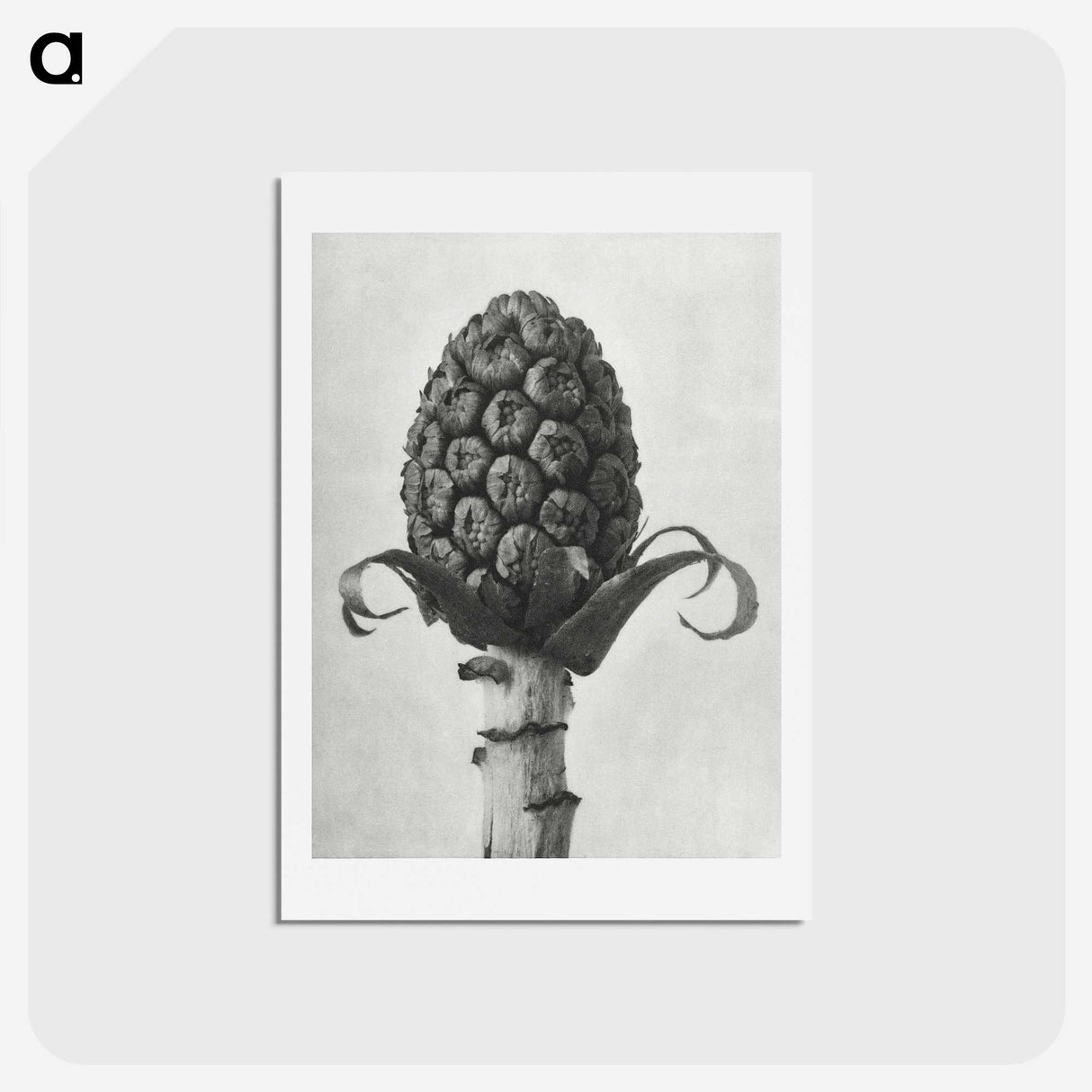 1-61_Karl-Blossfeldt_hagaki