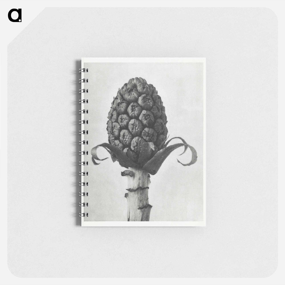 Petasites Officinalis (Butterbur) - カール ブロスフェルト Memo.