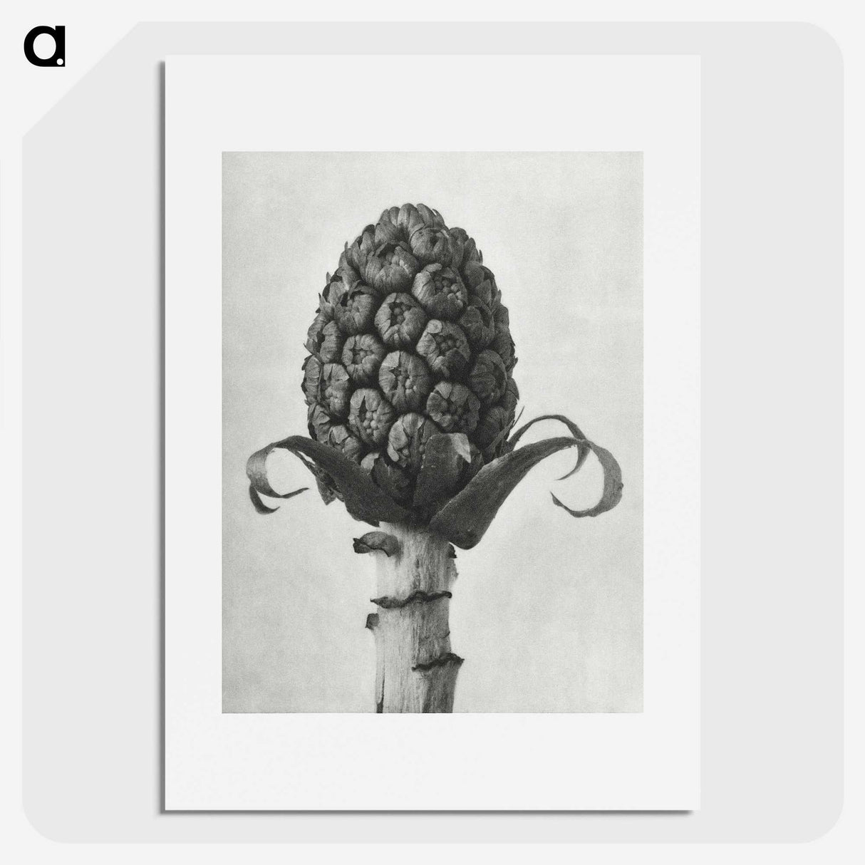 1-61_Karl-Blossfeldt_picture